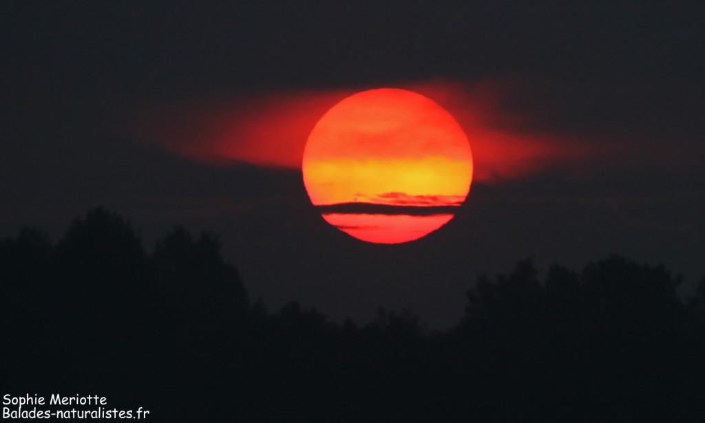 Soleil levant sur Bialowieza