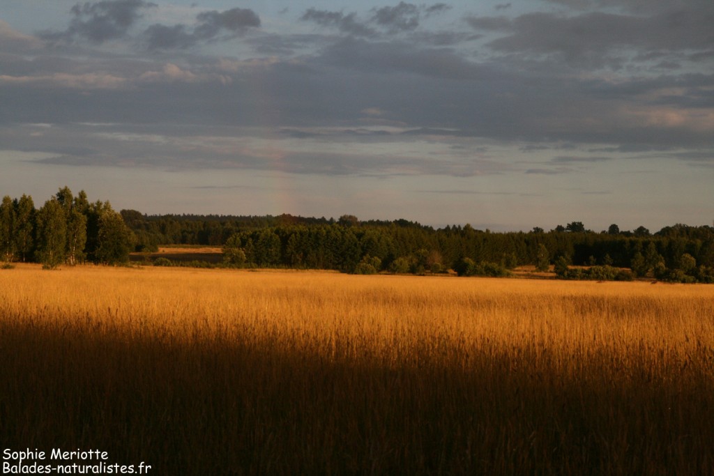 Prairies aux abords de Bialowieza