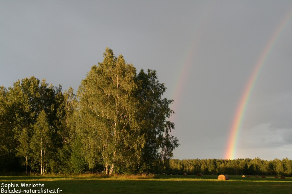 Prairies après la pluie