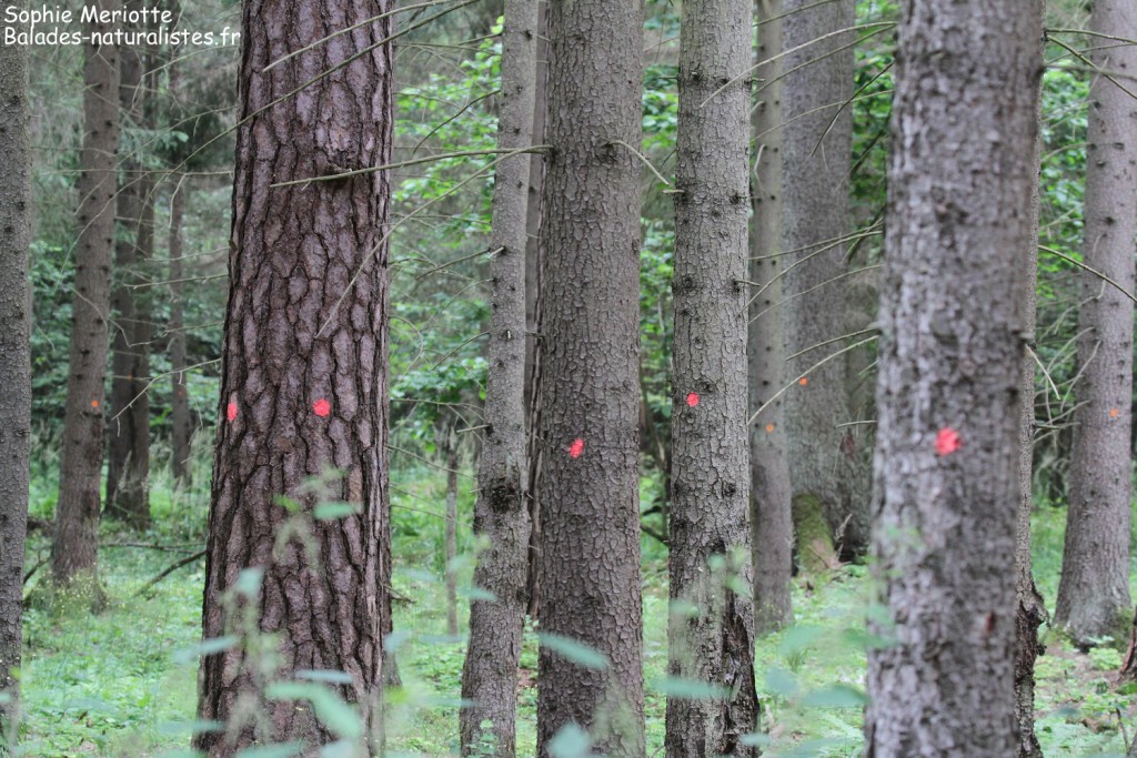 Arbres prêts à être coupés, Forêt de Bialowieza