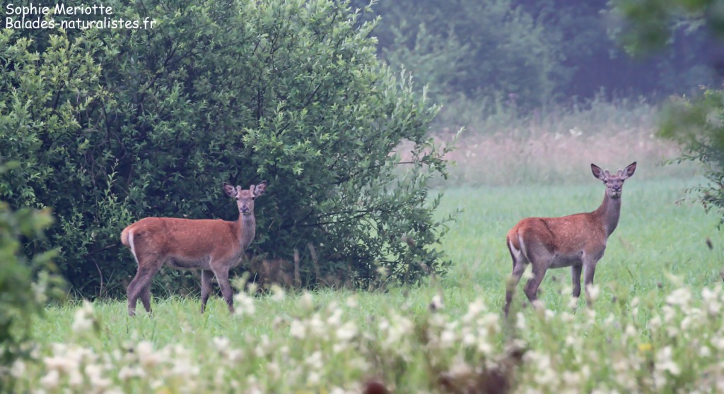 Jeunes cerfs près de Teremiski