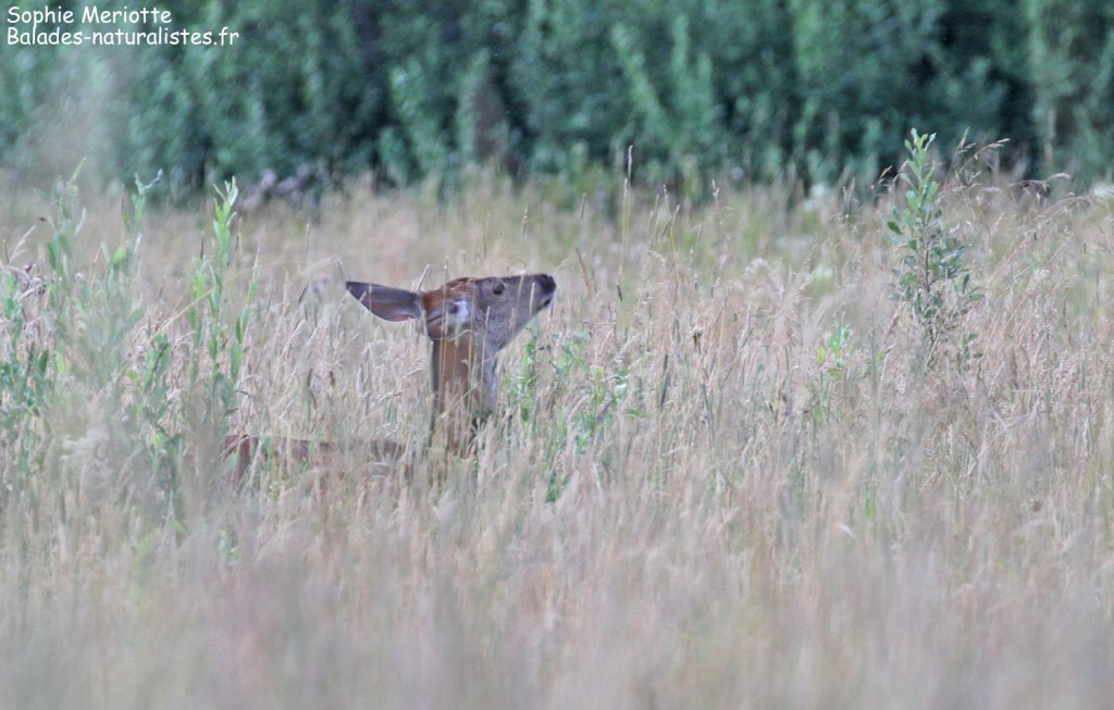 Biche dans une prairie près de Bialowieza