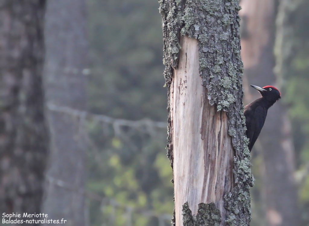 Pic noir dans la forêt humide près de Budy