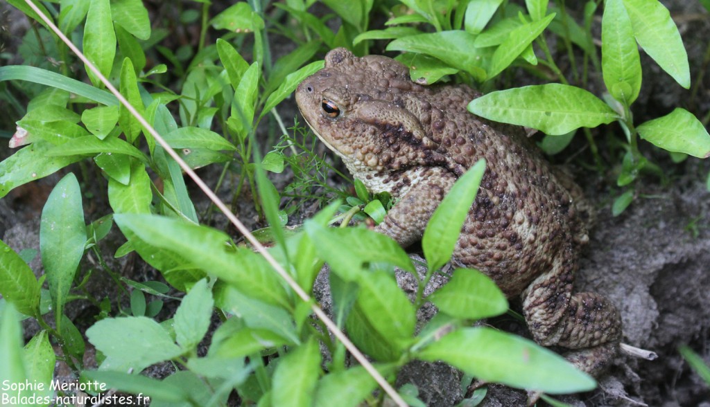 Crapaud commun de sortie sous la pluie
