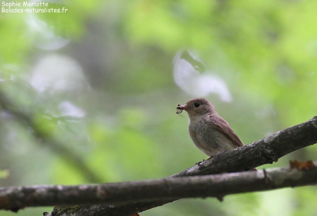 Femelle de Gobemouche nain, Forêt de Bialowieza