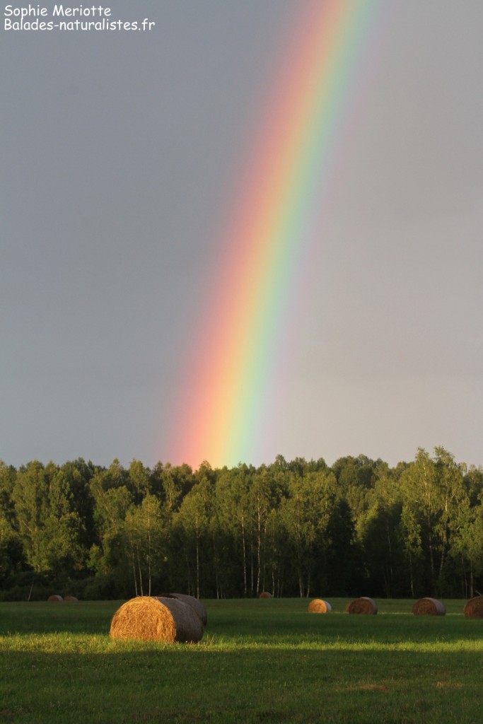 Prairies après la pluie