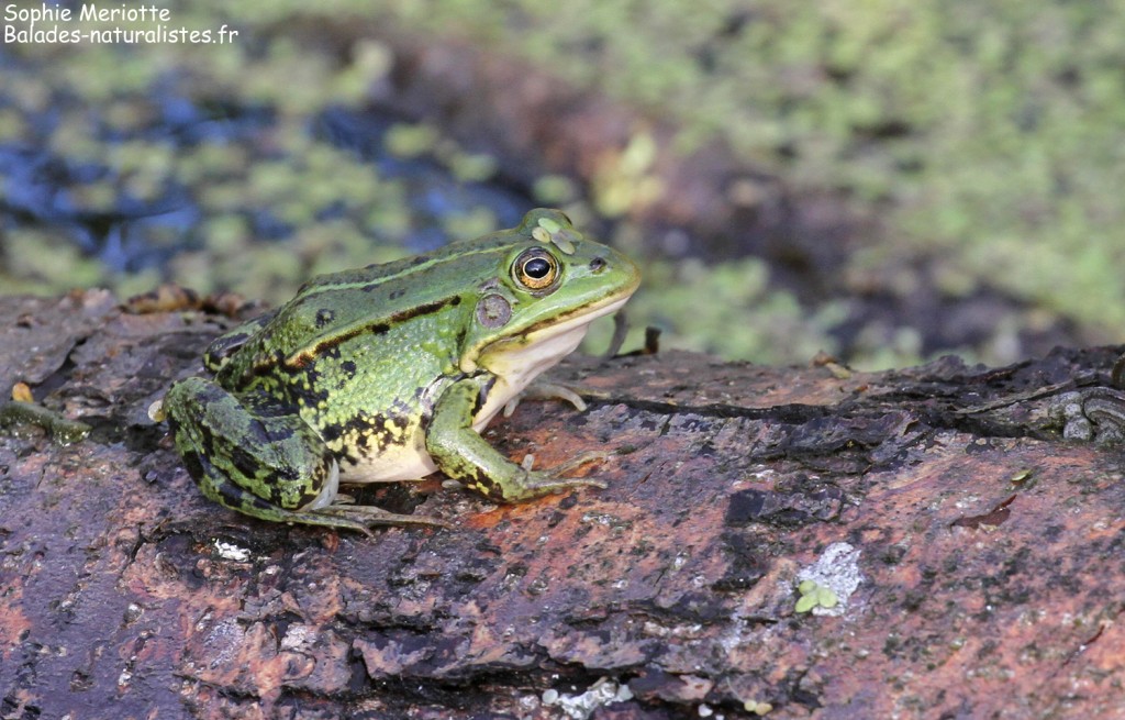 Grenouille verte dans la forêt humide près de Budy