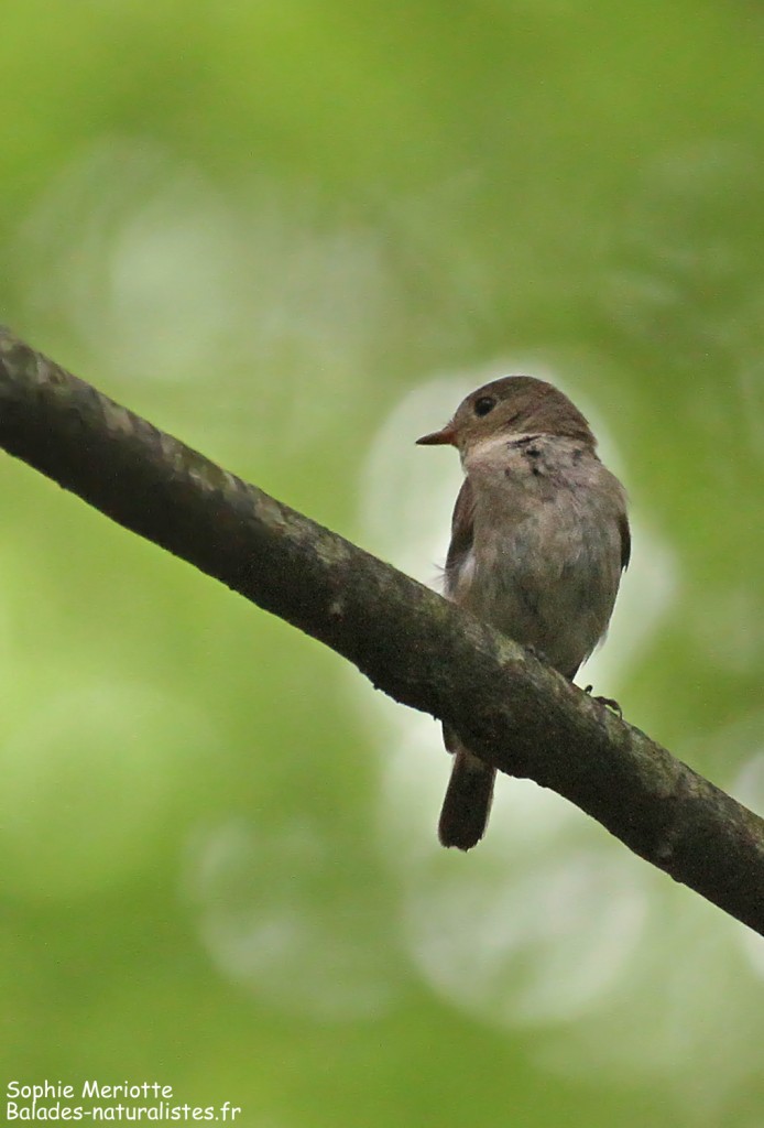 Femelle de Gobemouche nain, Forêt de Bialowieza