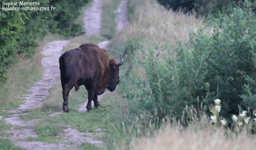 Bison d'Europe sortant des bois près de Bialowieza