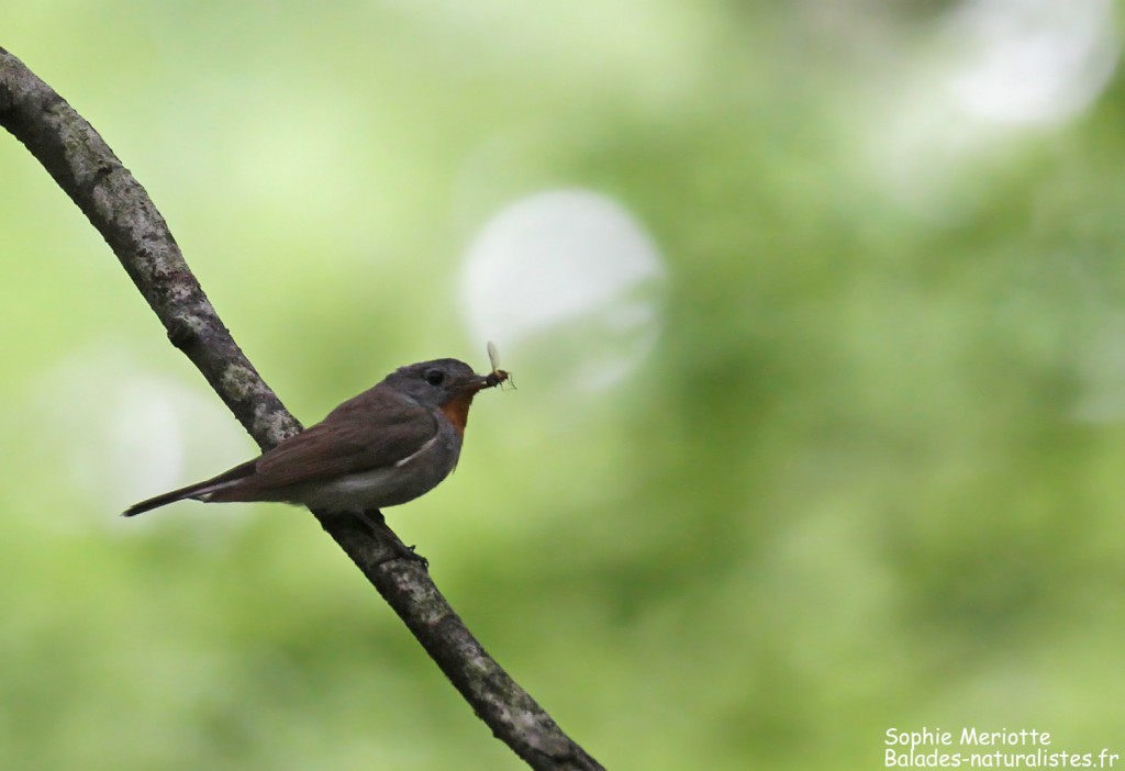 Mâle de Gobemouche nain, Forêt de Bialowieza