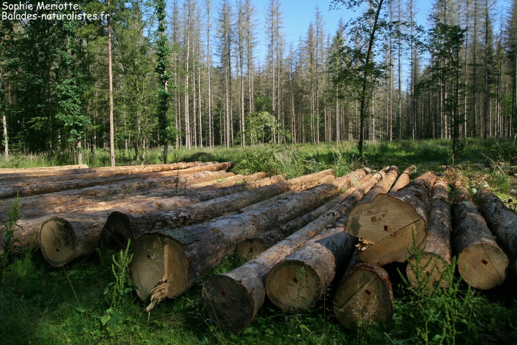 Coupe dans Bialowieza