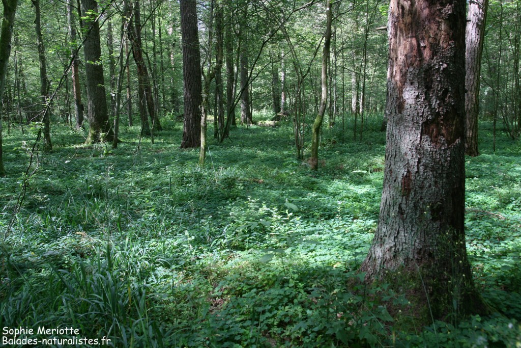 Forêt de Bialowieza