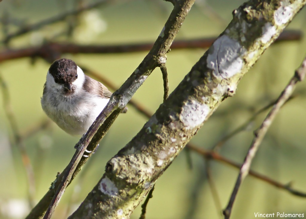 Mésange nonnette dans la forêt inondée du Budy black trail