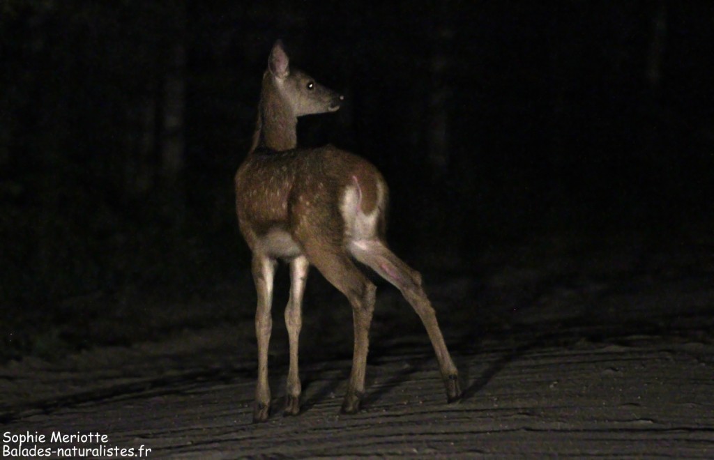 Jeune cerf attendant sa mère sur la Narewka road