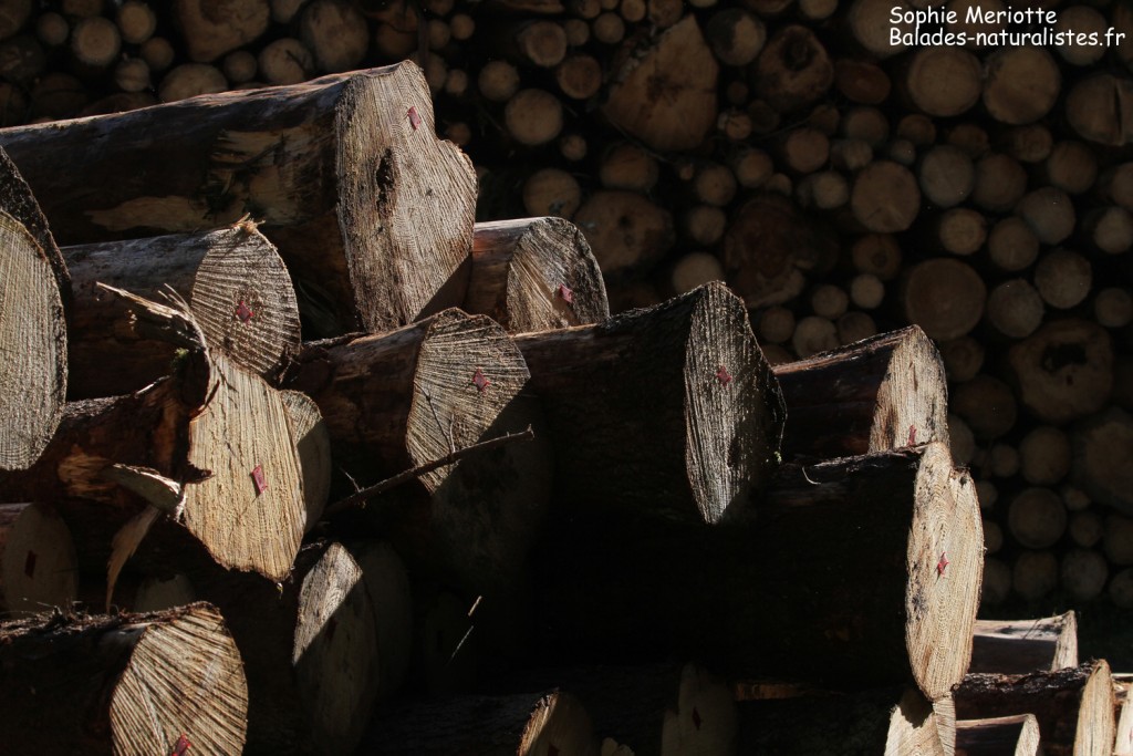 Coupe de bois, Graniczny tryb, Bialowieza
