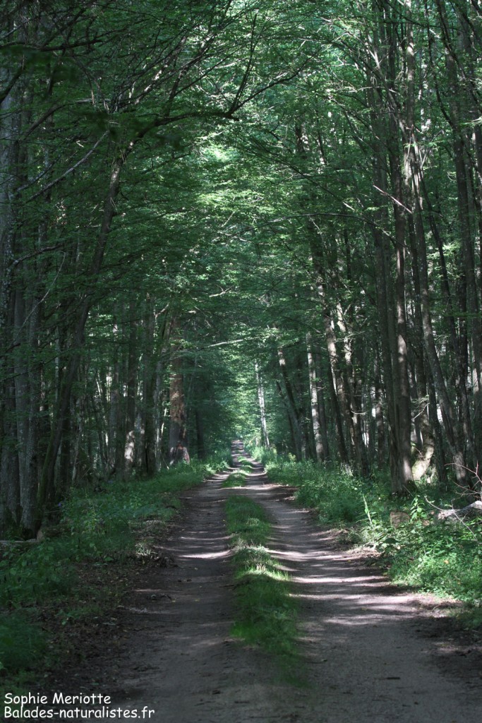 Couloir végétal, Graniczny tryb, Bialowieza