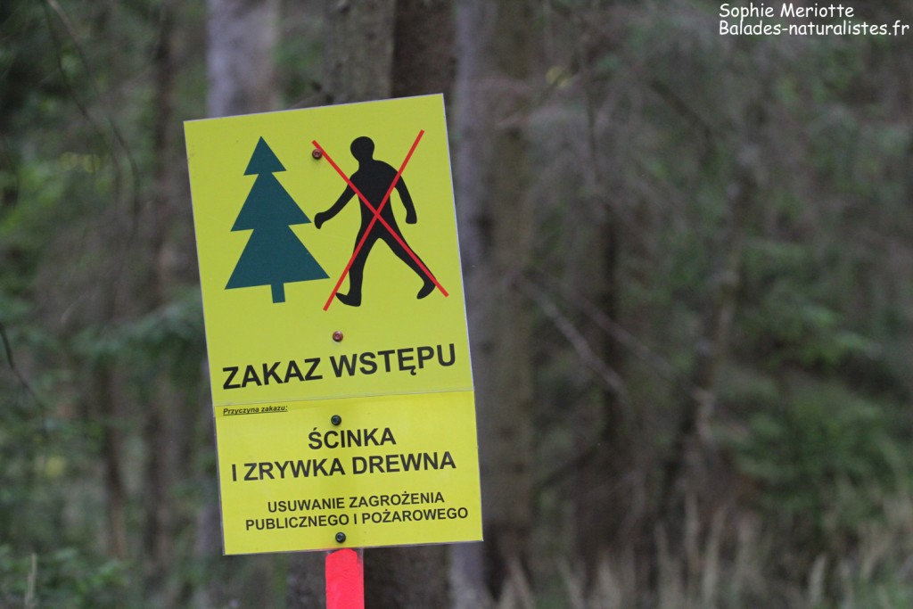 Coupe de bois, Graniczny tryb, Bialowieza