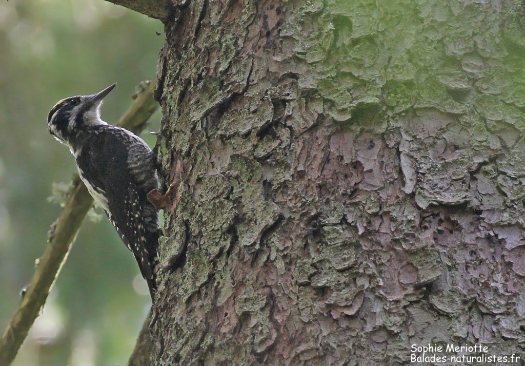 Pic tridactyle, Wilczy tryb, Bialowieza