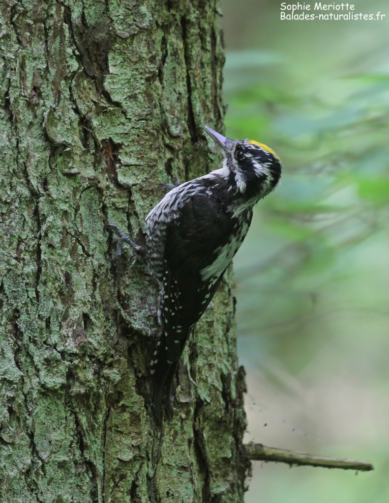 Pic tridactyle, Wilczy tryb, Bialowieza