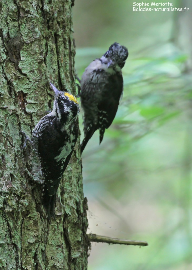 Mâle et jeune pic tridactyle, Wilczy tryb, Bialowieza