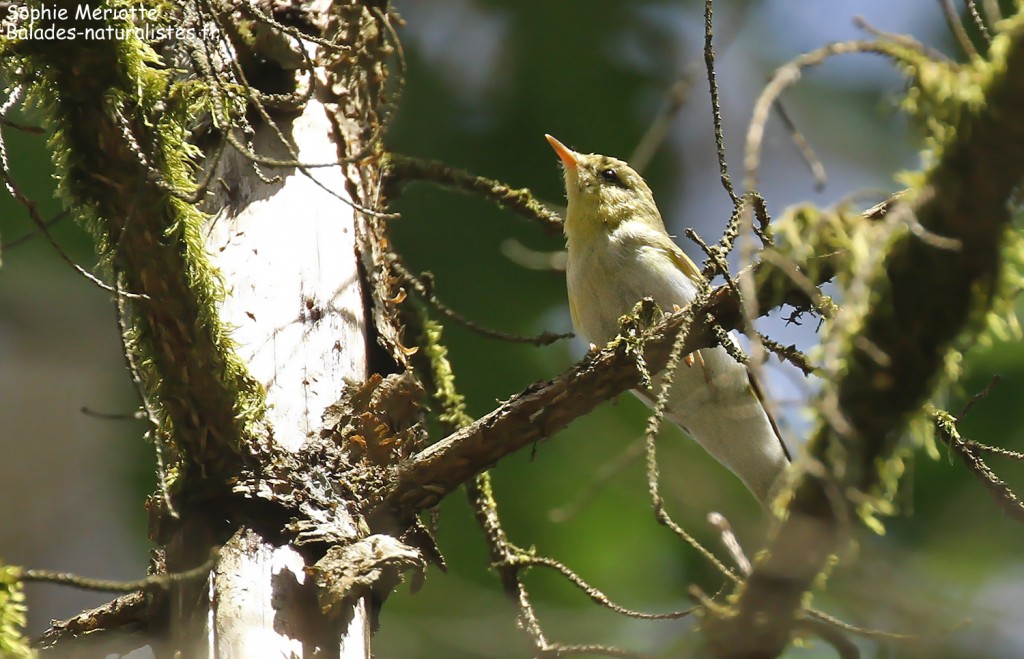 Pouillot siffleur, Wilczy tryb, Bialowieza