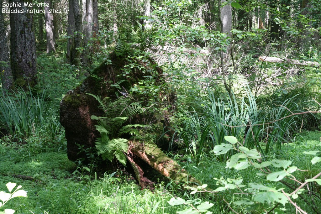 Les arbres morts sont essentiels dans la régénération de la forêt