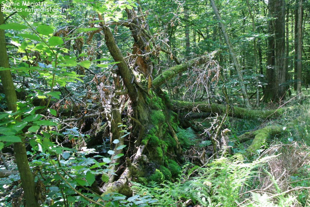 Arbre mort