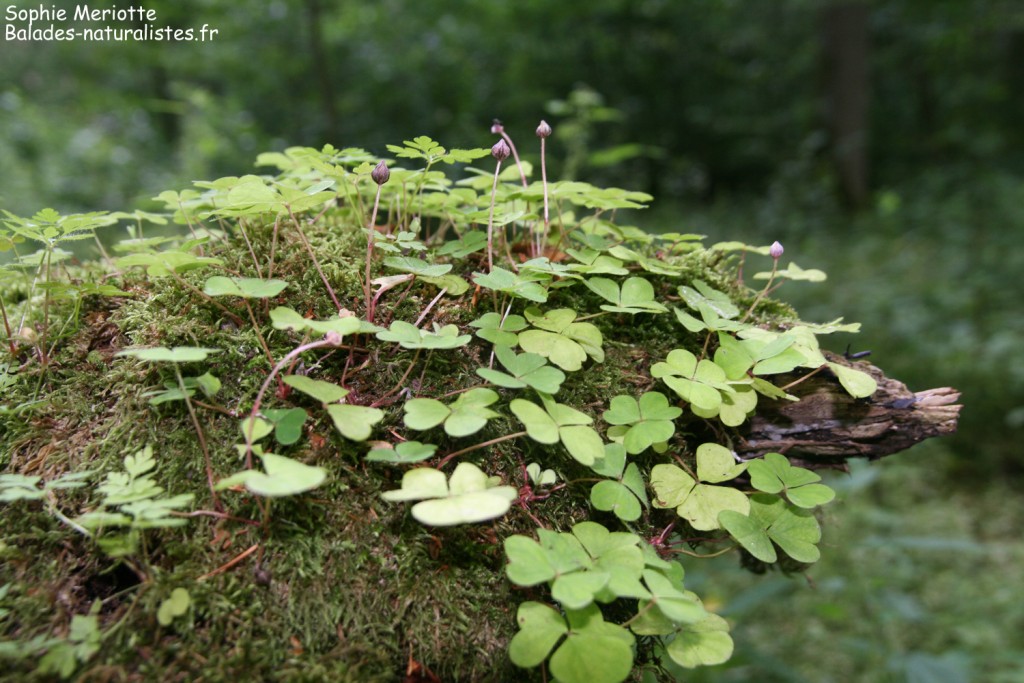 Plantes épiphytes