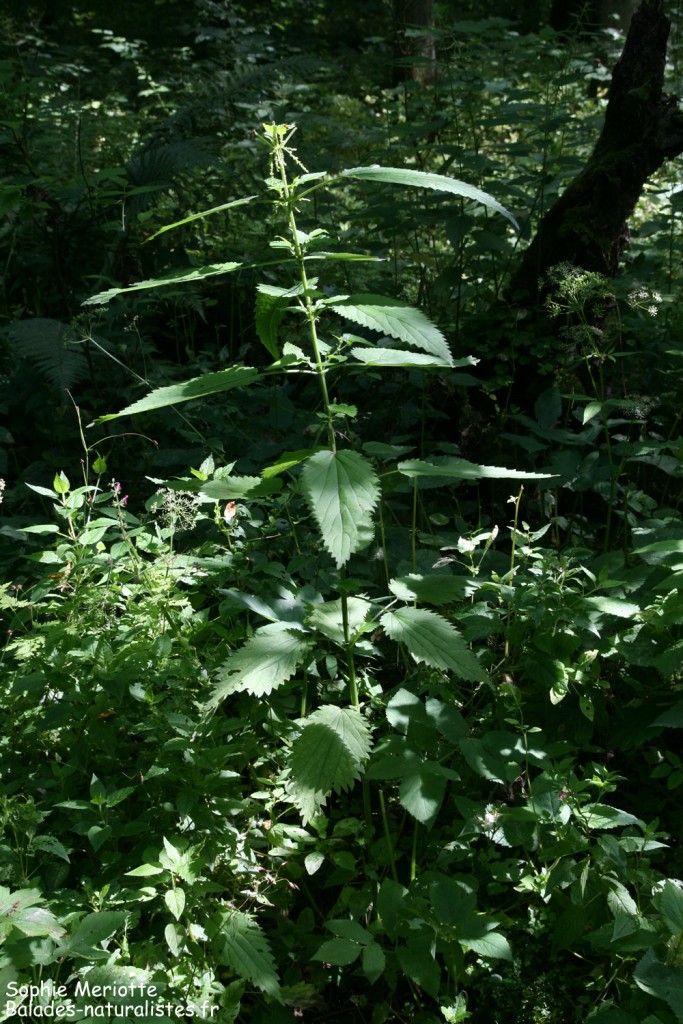 bialowieza-reserve-integrale (2)