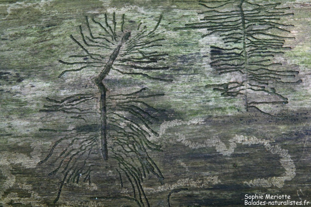 Traces des scolytes
