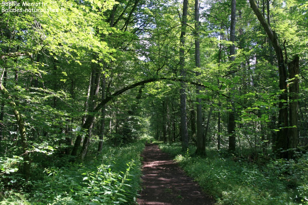 Sentier dans la réserve intégrale