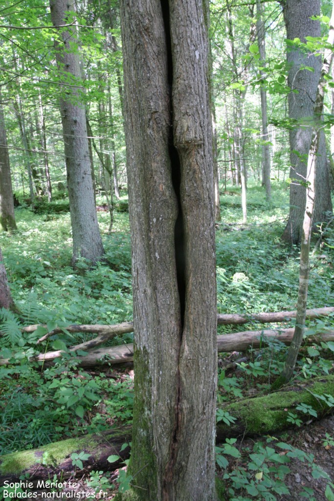 bialowieza-reserve-integrale (3)
