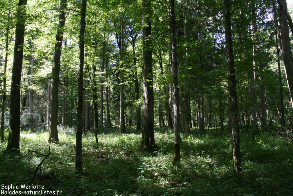 Forêt de Bialowieza