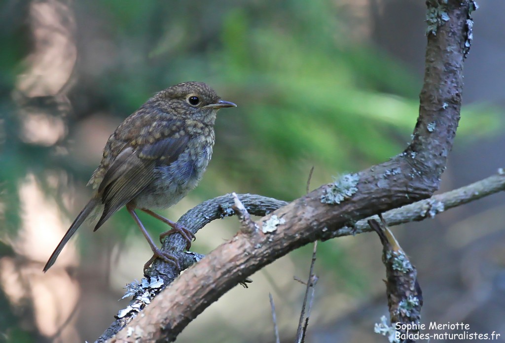 Jeune rougegorge, Wilczy tryb, Bialowieza
