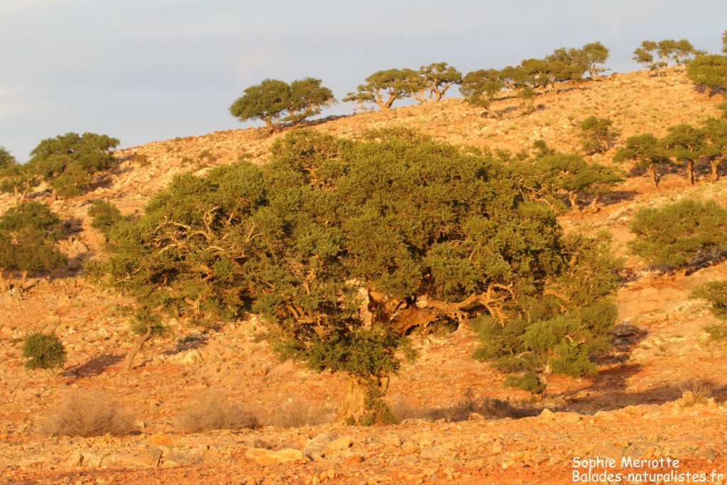 Paysages au sud de Goulimine
