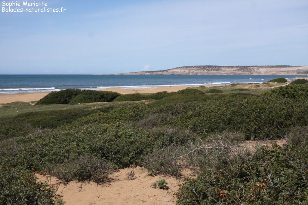 Côte au sud d'Essaouira
