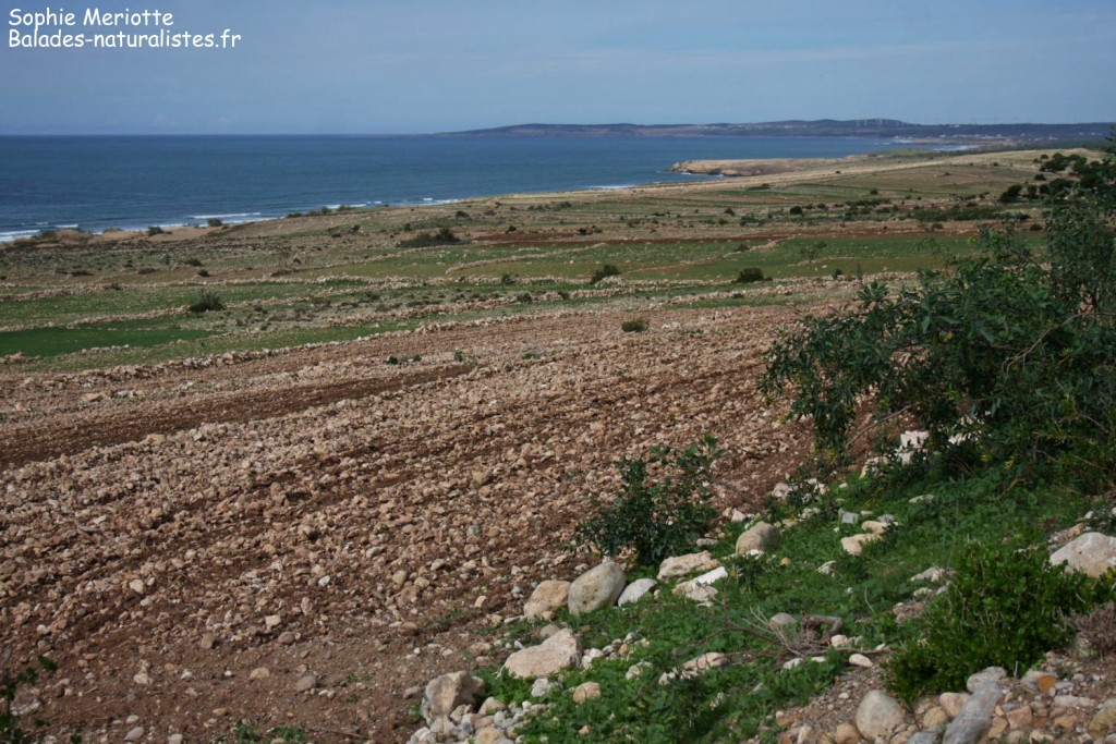 Sidi Kaouki