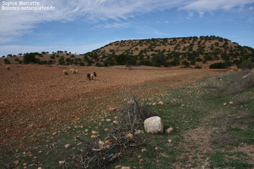 Route pour Sidi Kaouki