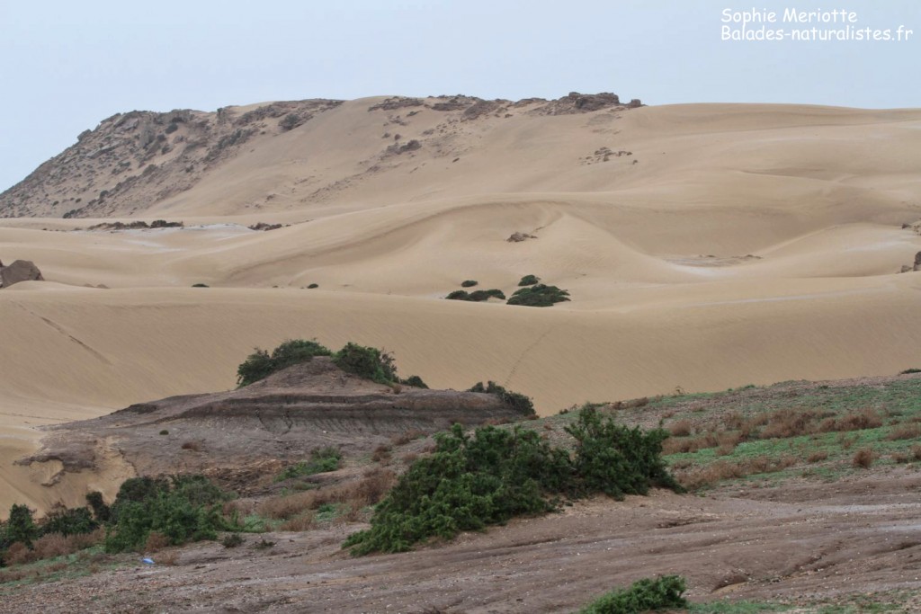 Dunes de Tamri