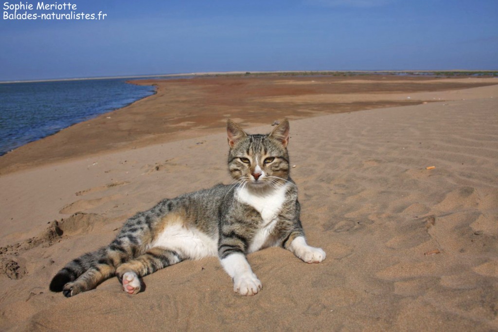 Chat domestique à Plage blanche