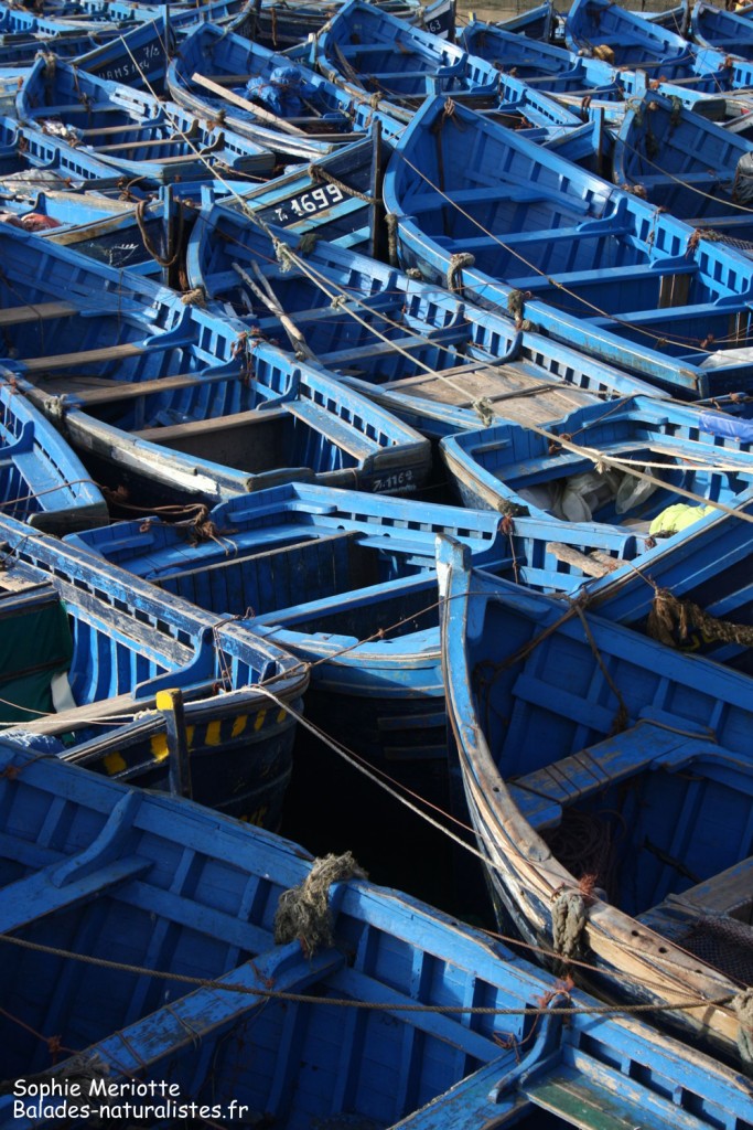 Bateaux de pêche à Essaouira