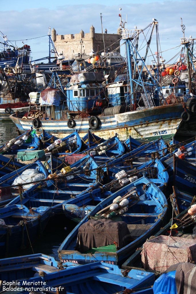Port de pêche d'Essaouira