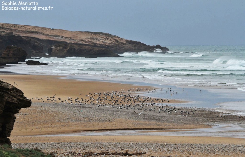 Embouchure de l'Oued de Tamri