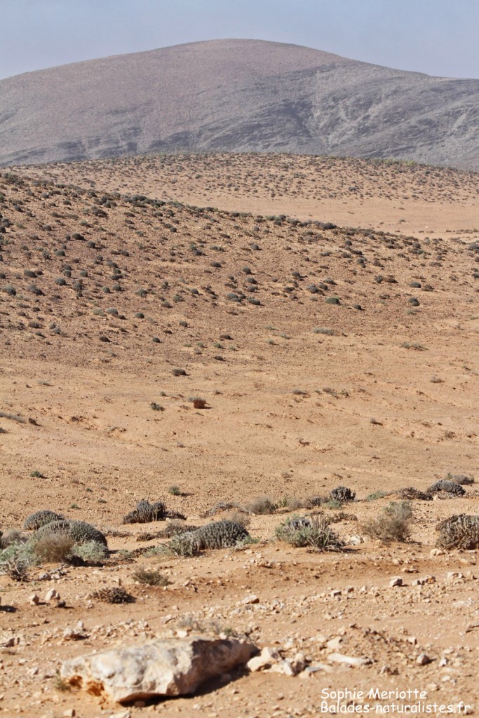 Paysages au sud de Goulimine