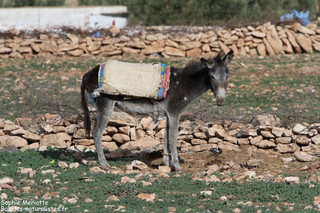 Bourricot