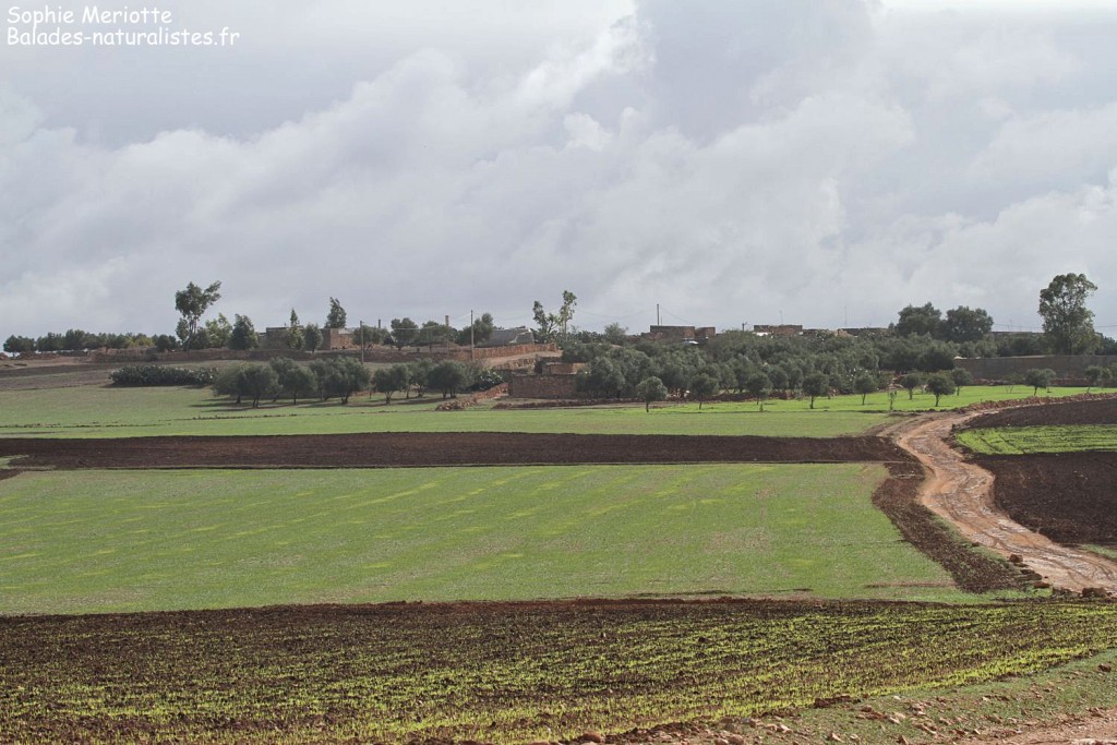 Route entre El Jadida et Safi