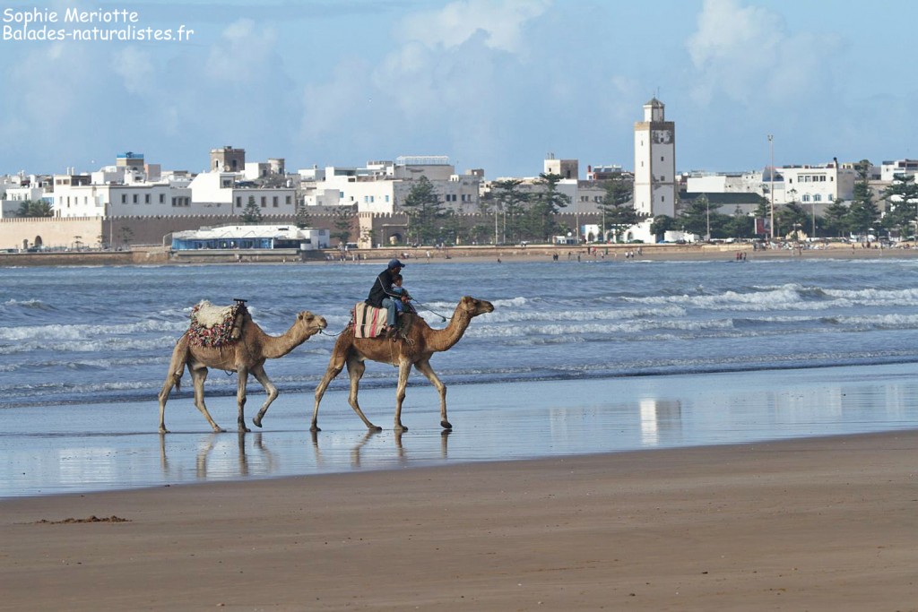 Plage d'Essaouira