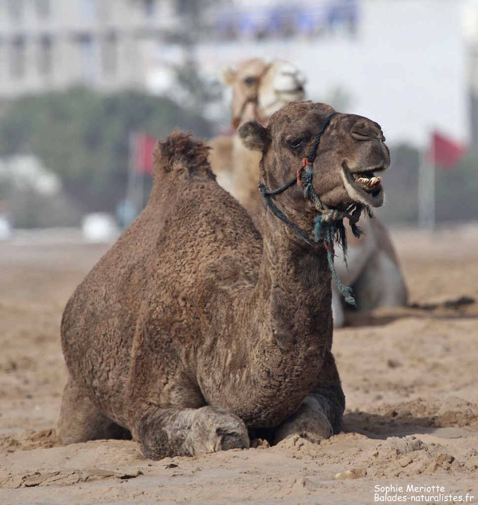 Dromadaire sur la plage d'Essaouira