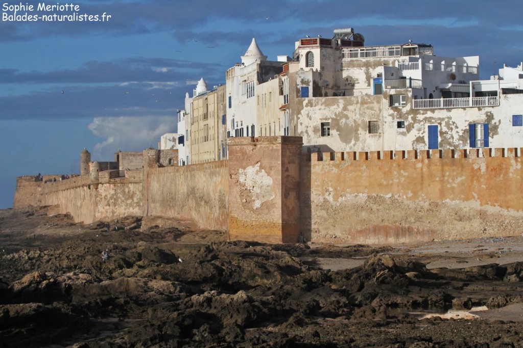 Port d'Essaouira