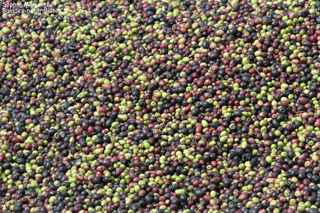 Olives sur la route en direction de Had Touabet